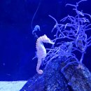 (4 of 4) 알라모아나, 호놀루루 수족관 - Ala Moana Beach, Honolulu Aquarium - 여행 11~13일째 이미지