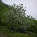 행복한 사과나무 :) 이미지