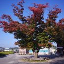 늘향골마을 이미지