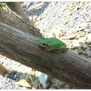 대치초등학교 이미지