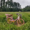 곱다시제주