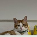 강아지대학로 이미지