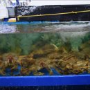 수산킹종합어시장 이미지