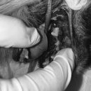 스마일동물의료센터 이미지