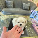 샵펫 강아지분양 울산점 이미지