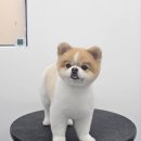 붕가붕가샵 이미지