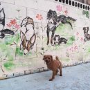 마오네애견카페 이미지