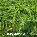 함안두릅