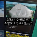 소심한물고기 | 어른의 코엑스 아쿠아리움 관람 후기 (흑가오리 졸귀탱 ㅠㅠㅠ)