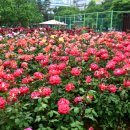 원종화장품 | 화명장미원