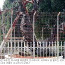마므레상수리나무 이미지