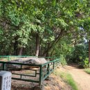 파주로 은행나무길 이미지