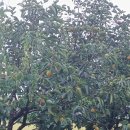 군산우리별유치원 | 군산 오렌지동화나라 나운동 유치원/ 자연과 책이 함께하는 아이들의 세상