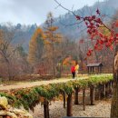 상판소나무숲 이미지