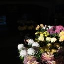 온양중앙초등학교 이미지