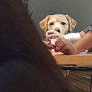야끼도리정 이미지