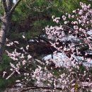 도기어린이공원 | 영암 왕인박사축제 벚꽃 개화 상황 (3.27기준) 왕인문화축제 전 방문 후기 ( 애견, 주차, 행사)