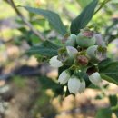 하은농장 이미지