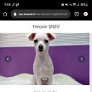 퍼플댕댕