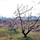 복사꽃피는마을 이미지