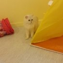 달과고양이 이미지