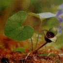 천지미인 백두산 | 안승일 사진집(7): 고산화원