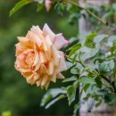 장미정원 이미지