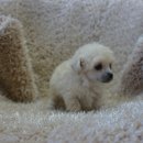 화이트 독 이미지