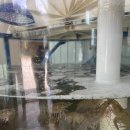 잡수새우 이미지