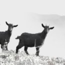 전남흑염소농장 이미지