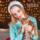 애묘(고양이)백과 - 토이거 (Toyger) 이미지