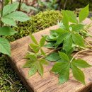 약용식물과 건강약선 | [한의사 하여의 봄날 약선] 제6편 ; 오갈피순과 돌나물