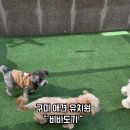 비바도기 이미지