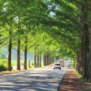 부귀 메타세쿼이아길 이미지