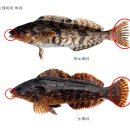 노래미 이미지