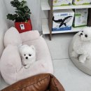 보들살롱 이미지