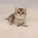 캣앤캣 고양이 병원 티스토리