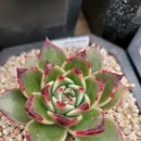 샐리가든 이미지