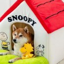 펫 파라다이스 이미지