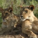 한사자농장 이미지