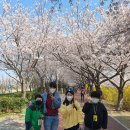 [4월 3일] 취미,여가활동 - 벚꽃축제(삼락생태공원) 이미지