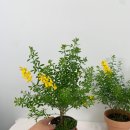 송정꽃농원 이미지