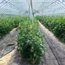 친환경 토마토 이미지