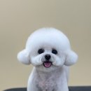 뽀송 애견미용 이미지