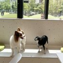 몽쉘댕댕 이미지