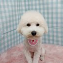 펫피파니 이미지