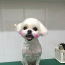 강아지 이발관 이미지
