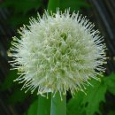 효과 좋은 양파 먹는 방법 이미지