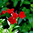 비단향꽃무 이미지