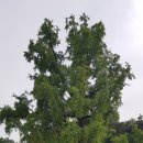 임고초등학교 이미지